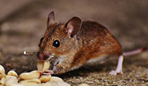 24 Hour & Emergency Exterminators in Meador, WV